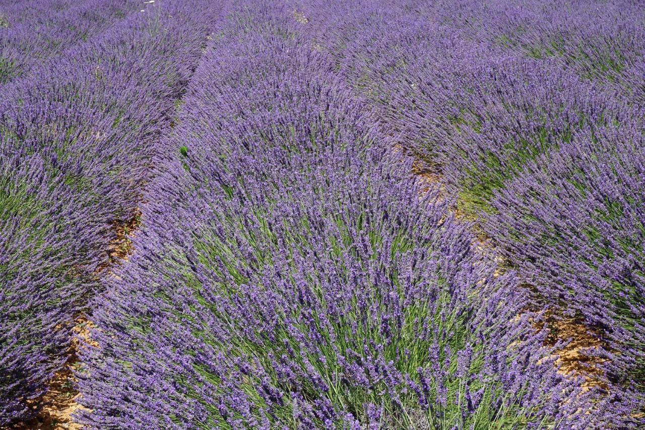 Appartement T2 Cosy Sur Aix Aix-en-Provence Eksteriør bilde